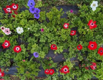 fleurs2