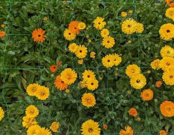 fleurs3