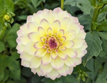 fleurs5