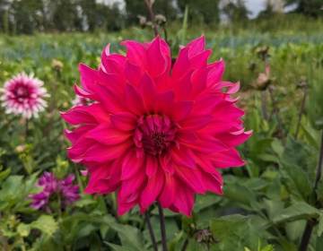 fleurs6
